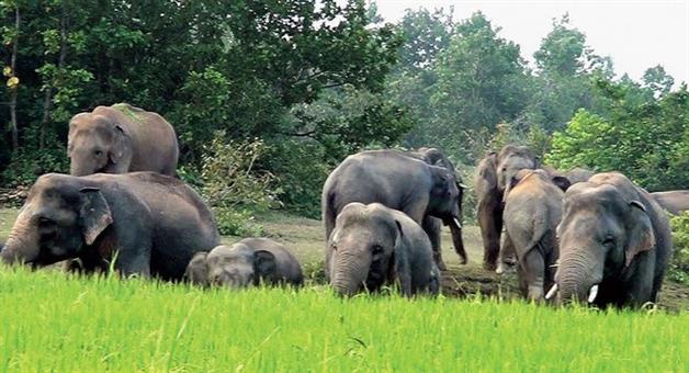 two died in elephanrt attack