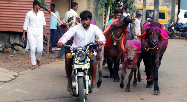 BELAGAVI, OCT 28 (UNI)- Gavali (milkmen) community organized buffalo race at different places in Belagavi on Monday.UNI PHOTO-28U