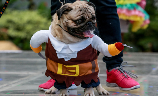 QUEZON CITY, Oct. 28, 2019 (Xinhua) -- A dog dressed in Halloween costume is seen during the "Petrified" Halloween celebration in Quezon City, the Philippines, Oct. 27, 2019. Xinhua/Rouelle Umali/UNI PHOTO-3F