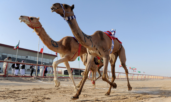 AL AHMADI GOVERNORATE, NOV 21 (Xinhua) -- Camels with robot jockeys on their backs compete during the sixth Camel Racing Tournament in Al Ahmadi Governorate, Kuwait, Nov. 20, 2019. Xinhua/ UNI PHOTO-4F