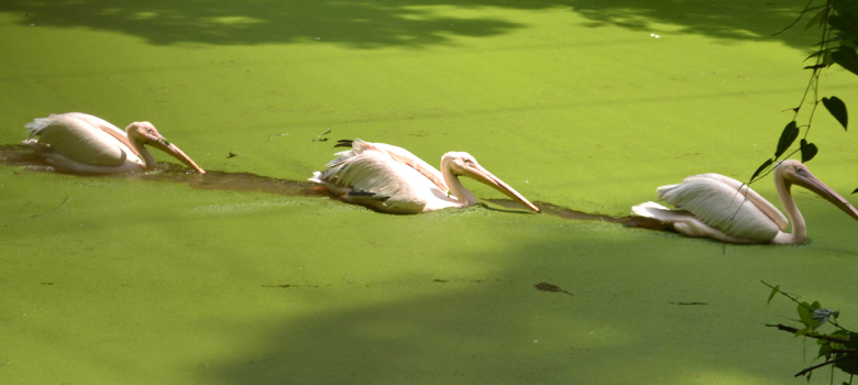 THIRUVANANTHAPURAM,NOV 24 (UNI)-White Pelican line up on water during the rainy day at Thiruvananthapuram zoo on Sunday.UNI PHOTO-1U