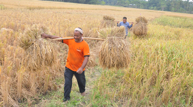 GUWAHATI, NOV 27 (UNI):- Farmers carrying paddy from fields in, Guwahati on Wednesday. UNI PHOTO-4U