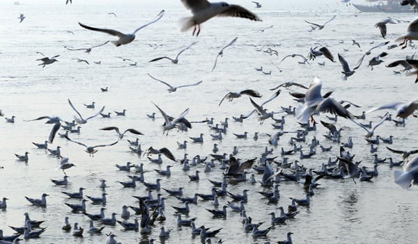 PRAYAGRAJ, NOV 18 (UNI)- Migratory birds flying over Ganga river during a foggy morning in Prayagraj on Monday. UNI PHOTO-3U