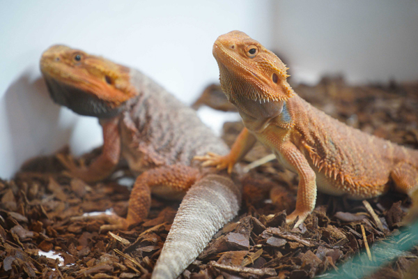 WARSAW, Nov. 18 (Xinhua) -- Desert lizards are seen on display at the Exotic Animals Fair in Warsaw, Poland, on Nov. 17, 2019. Visitors at the fair are given the chance to see and sometimes touch exotic anmials such as arthropods, amphibians, insects and reptiles. Xinhua/UNI PHOTO-7F