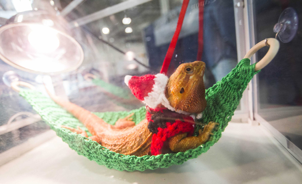 TORONTO, Nov. 24 (Xinhua) -- A bearded dragon dressed as Santa Claus is seen during the 2019 Toronto Christmas Pet Show in Toronto, Canada, on Nov. 23, 2019. As one of the largest Christmas pet shows in Canada, the two-day event kicked off here on Saturday. Xinhua/UNI PHOTO-4F