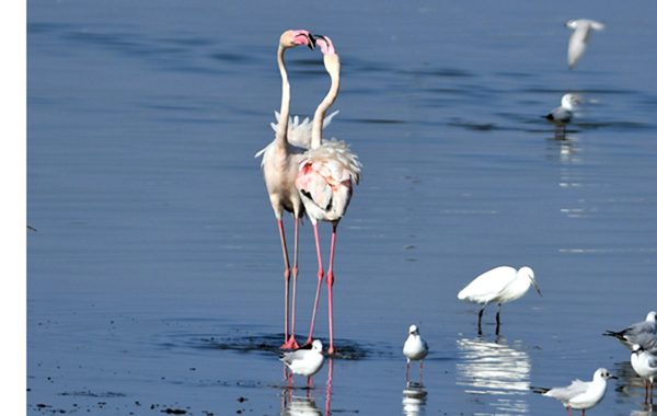 (191212) -- KUWAIT CITY, Dec. 12, 2019 (Xinhua) -- Flamingoes forage on the beach of Kuwait City, Kuwait, on Dec. 11, 2019. (Photo by Ghazy Qaffaf/Xinhua)