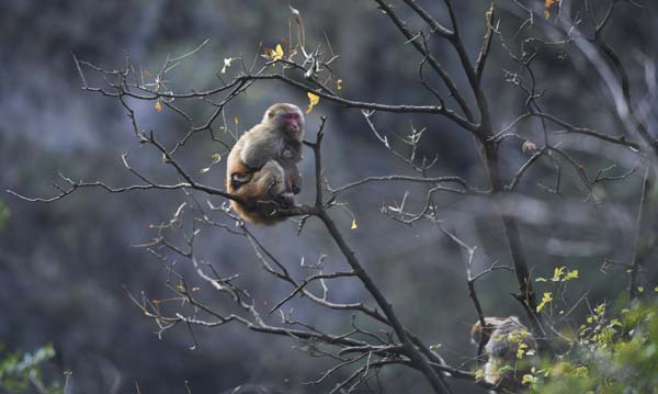 WUSHAN, Dec. 27, 2019 (Xinhua) -- Photo taken on Dec. 27, 2019 shows a wild macaque at the Small Three Gorges scenic area in Wushan County, southwest China's Chongqing Municipality. The ecological environment of the scenic area keeps improving in recent years, and more and more macaques have been attracted here. (Xinhua/Wang Quanchao/IANS)