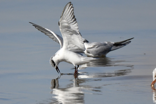 KUWAIT CITY, Dec. 26, 2019 (Xinhua) -- Birds forage on the waters in Kuwait City, Kuwait, Dec. 25, 2019. (Photo by Ghazy Qaffaf/Xinhua/IANS)