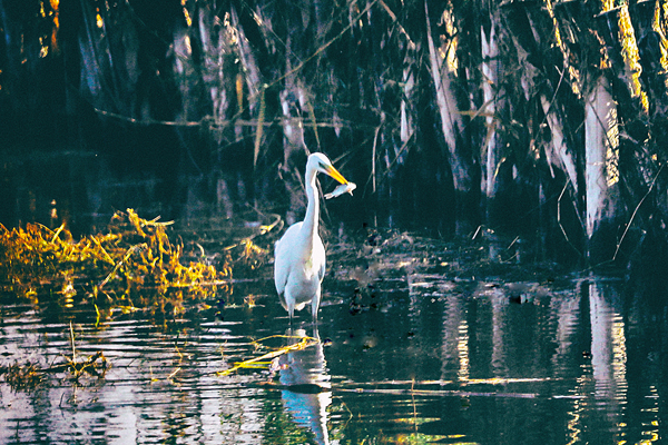 (191127) -- HOHHOT, Nov. 27, 2019 (Xinhua) -- Photo taken on Nov. 24, 2019 shows an egret foraging in Bayan Nur of north China's Inner Mongolia Autonomous Region. A flock of egrets has arrived at their wintering grounds, the Yellow River National Wetland Park in north China's Inner Mongolia Autonomous Region. (Xinhua/Li Yunping)