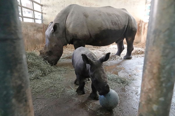 SINGAPORE, Dec. 27, 2019 (Xinhua) -- A newly born southern white rhinoceros is seen in a pen in the Singapore Zoo on Dec. 27, 2019. The Singapore Zoo welcomed its 24th southern white rhinoceros baby which was borned on Dec 19, 2019. (Xinhua/Then Chih Wey/IANS)