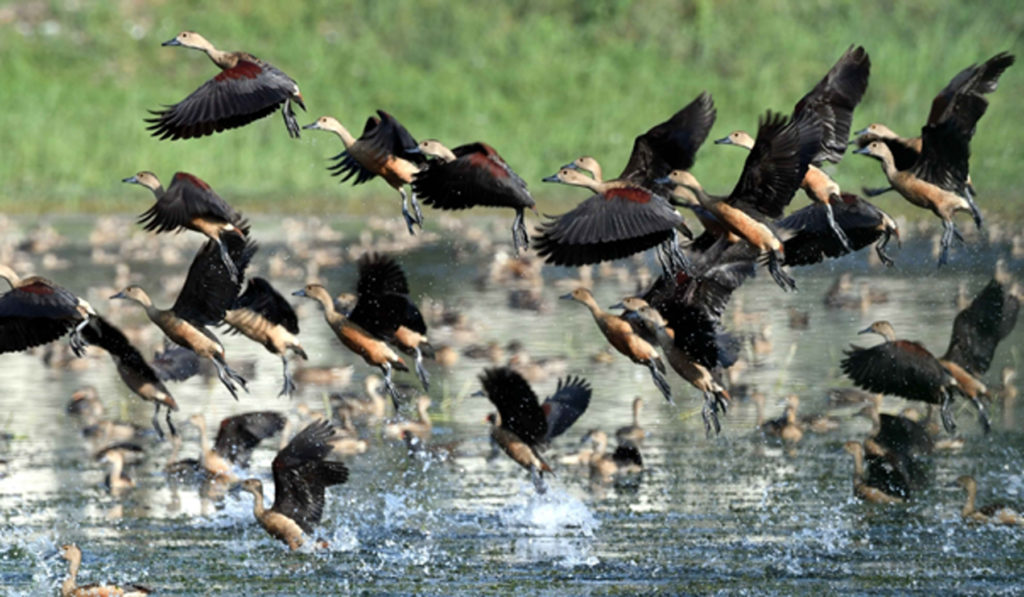 Patna: Geese at the old Secretariat pond in Patna, on Dec 2, 2019. (Photo: IANS)