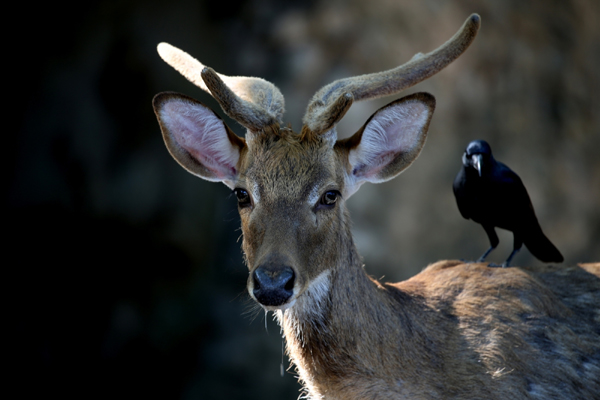 YANGON, Dec. 22, 2019 (Xinhua) -- An Eld's deer is seen at the Zoological Gardens in Yangon, Myanmar, Dec. 22, 2019. (Xinhua/U Aung/IANS)