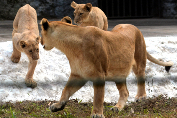 Kolkata: A lioness with her two cubs at Alipore Zoological Gardens in Kolkata, on Dec 22, 2019. (Photo: Kuntal Chakrabarty/IANS)