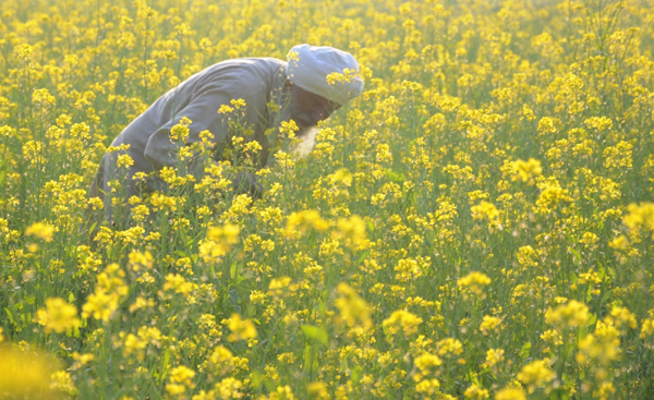 Amritsar: A farmer busy working at a mustard field on the outskirts of Amritsar, on Dec 7, 2019. (Photo: IANS)