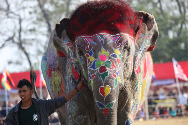 CHITWAN, Dec. 27, 2019 (Xinhua) -- A mahout shows his elephant to judges during the on-spot elephant decoration competition during the 16th Elephant Festival in Sauraha, a tourism hub in southwest Nepal's Chitwan district, Dec. 27, 2019. The annual event aims to bring humans closer with elephants, encourage wildlife protection and conservation and promote tourism in the region. This year's event is organized in promotion of the Visit Nepal Year 2020 campaign. (Photo by Sunil Sharma/Xinhua/IANS)