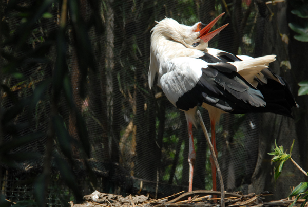 MALANG, Nov. 29, 2019 (Xinhua) -- A white stork is seen at a park in Malang, East Java, Indonesia, Nov. 29, 2019. (Photo by Aditya Hendra/Xinhua)