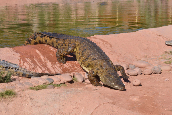 AGADIR, Dec. 29, 2019 (Xinhua) -- Crocodiles are seen at Crocoparc Agadir in Morocco, Dec. 28, 2019. Crocoparc Agadir is a crocodile zoological park in Morocco. It's home to more than 300 Nile crocodiles. (Photo by Chadi/Xinhua/IANS)