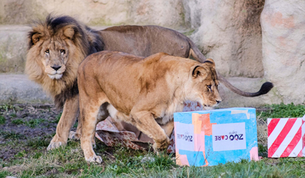 ZAGREB, Dec. 26, 2019 (Xinhua) -- African lions look into Christmas gift packages at Zagreb Zoo in Zagreb, capital of Croatia, on Dec. 26, 2019. (Tomislav Miletic/Pixsell via Xinhua/IANS)