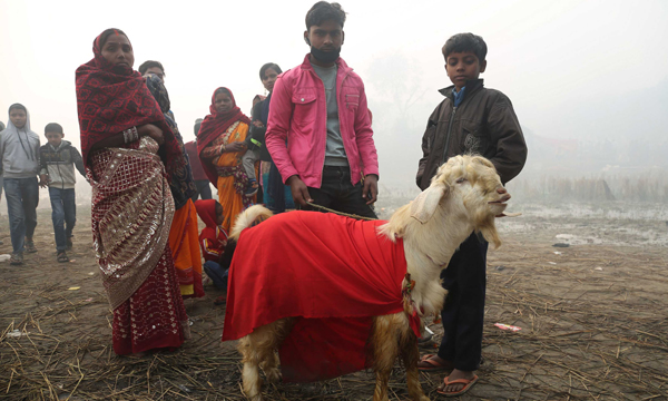 BARA, Dec. 3 (Xinhua) -- People bring a goat to the sacrificial ceremony of Gadhimai festival near a temple in Bariyapur, Bara, Nepal, Dec. 3, 2019. Hindu devotees celebrate the Gadhimai festival, which takes place once in every five years, with the blood of freshly slain animals as the ritual sacrifice to Gadhimai, the goddess of power. Xinhua/UNI PHOTO-11F
