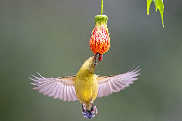 FUZHOU, Jan. 6, 2020 (Xinhua) -- A fork-tailed sunbird eats the nectar of a flower at the West Lake Park in Fuzhou, capital of southeast China's Fujian Province, Jan. 3, 2020. (Xinhua/Mei Yongcun/IANS)