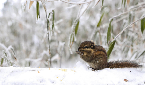 (200116) -- HONGYA, Jan. 16, 2020 (Xinhua) -- A squirrel is seen on Wawu Mountain in Hongya County, southwest China's Sichuan Province, Jan. 16, 2019. (Xinhua/Jiang Hongjing)