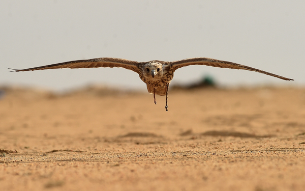 JAHRA GOVERNORATE, Jan. 5, 2020 (Xinhua) -- A falcon flies during a hunting show in Jahra Governorate, Kuwait, Jan. 4, 2020. Kuwaiti falcon lovers held on Saturday a falcon hunting show in the desert of Jahra Governorate of Kuwait. (Xinhua/IANS)