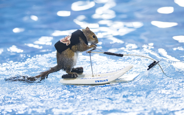 TORONTO, Jan. 18, 2020 (Xinhua) -- A squirrel performs water-skiing during the 2020 Toronto International Boat Show in Toronto, Canada, Jan. 17, 2020. (Photo by Zou Zheng/Xinhua/IANS)