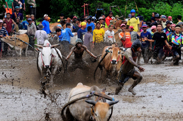 WEST SUMATERA, Jan. 18, 2020 (Xinhua) -- A jockey spurs cows during the traditional Pacu Jawi cow race in a village in Tanah Datar of West Sumatera, Indonesia, Jan. 18, 2020. The Pacu Jawi (traditional cow race) is held annually in muddy rice fields to celebrate the end of the harvest season. (Photo by Ardhy Fernando/Xinhua/IANS)