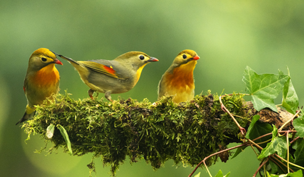 (200121) -- FUZHOU, Jan. 21, 2020 (Xinhua) -- Red-billed leiothrixes rest at Xihu Park in Fuzhou, southeast China's Fujian Province, Jan. 19, 2020. (Xinhua/Mei Yongcun)