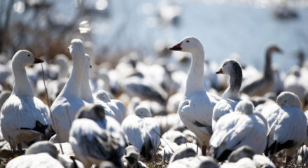 (200223) -- NEW YORK, Feb. 23, 2020 (Xinhua) -- Snow geese are seen at the Middle Creek Wildlife Management Area in Lancaster County, Pennsylvania, the United States, on Feb. 22, 2020. Thousands of bird viewers swarmed to the Middle Creek Wildlife Management Area on Saturday to watch migrating snow geese. (Xinhua/Qin Lang) TO GO WITH "U.S. wildlife habitat sees earlier snow goose migration amid weather changes"