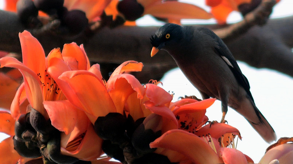 Kolkata: A Jungle Myna perches on a branch of the Palasam tree flooded with fully blossomed Tesu flowers in Kolkata on Feb 22, 2020. (Photo: Kuntal Chakrabarty/IANS)