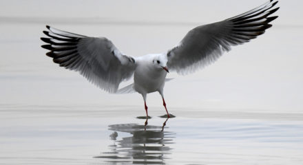 KUWAIT CITY, Jan. 30, 2020 (Xinhua) -- A bird forages in Kuwait City, Kuwait, Jan. 29, 2020. (Photo by Ghazy Qaffaf/Xinhua/IANS)