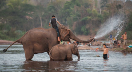 (200223) -- XAYABOURY, Feb. 23, 2020 (Xinhua) -- Kids play with elephants during the Elephant Festival in a tributary of Mekong River in northern Lao province of Xayaboury, on Feb. 22, 2020. The annual Elephant Festival lasts from Feb. 22 to Feb. 28 this year. (Photo by Kaikeo Saiyasane/Xinhua)