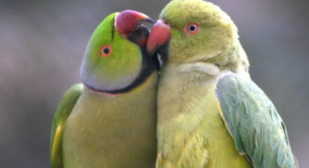 Kolkata: Indian ringneck parrots, mexican red headed amazon parrots, sulfur crested cockatoos playing eve of Valentine's day in Kolkata on Feb 13, 2020. (Kuntal Chakrabarty)