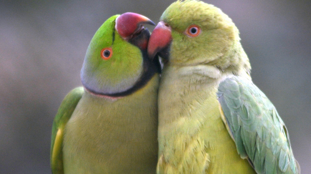 Kolkata: Indian ringneck parrots, mexican red headed amazon parrots, sulfur crested cockatoos playing eve of Valentine's day in Kolkata on Feb 13, 2020. (Kuntal Chakrabarty)