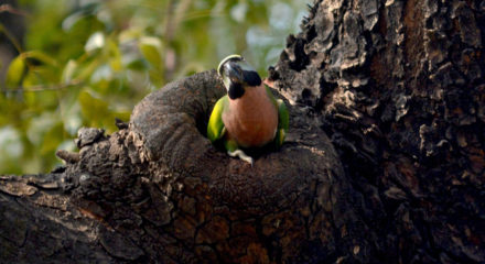 Kolkata: A Red-breasted parakeet seen at Maidan in Kolkata on Feb 2, 2020. (Photo: Kuntal Chakrabarty/IANS)