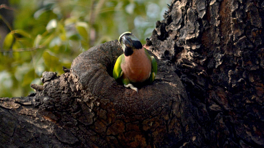 Kolkata: A Red-breasted parakeet seen at Maidan in Kolkata on Feb 2, 2020. (Photo: Kuntal Chakrabarty/IANS)