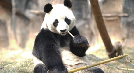 (200313) -- WUHAN, March 13, 2020 (Xinhua) -- A panda rests at Wuhan Zoo in Wuhan, central China's Hubei Province, March 13, 2020. Wuhan Zoo was closed on Jan. 22 after the novel coronavirus outbreak. Dozens of employees in the zoo have been sticking to their posts with feeding and disinfection work for nearly a thousand animals here. (Str/Xinhua)