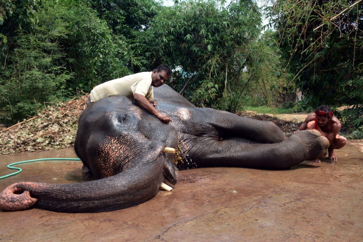 Patna: Mohammad Akhtar (50) from Janipur in Phulwari Sharif near Patna, an animal lover, has bequeathed his entire wealth to two elephants aged 20 and 15 years namely Moti and Rani who live with him. Akhtar says elephants came to him as family heritage, and that Moti and Rani are the "children" of those elephants. "I have lived with them since my childhood. The two are my family members," he said, adding there are people who would like him to take care of the animal brought by them. Akhtar is also chief of the Asian Elephant Rehabilitation and Wildlife Animal Trust (AERAWAT), an NGO. (Photo: IANS)