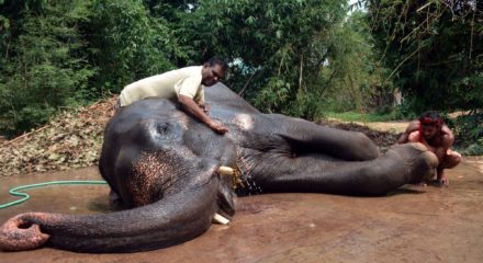 Patna: Mohammad Akhtar (50) from Janipur in Phulwari Sharif near Patna, an animal lover, has bequeathed his entire wealth to two elephants aged 20 and 15 years namely Moti and Rani who live with him. Akhtar says elephants came to him as family heritage, and that Moti and Rani are the "children" of those elephants. "I have lived with them since my childhood. The two are my family members," he said, adding there are people who would like him to take care of the animal brought by them. Akhtar is also chief of the Asian Elephant Rehabilitation and Wildlife Animal Trust (AERAWAT), an NGO. (Photo: IANS)