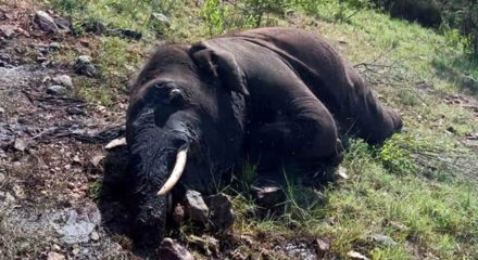 Bengaluru: The carcass of an elephant that was found dead at the Bandipur tiger reserve after it was killed by a tiger, near Lokkere, in Karnataka's Bandipur on Sep 19, 2020. (Photo: IANS)