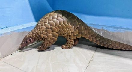 pangolin