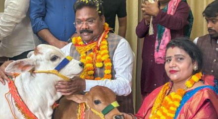 cowpuja