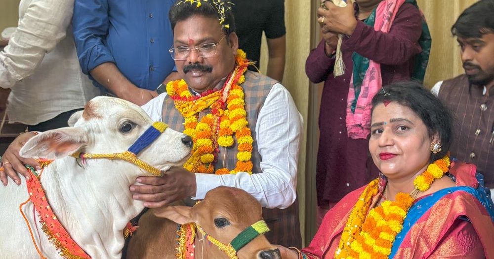 cowpuja