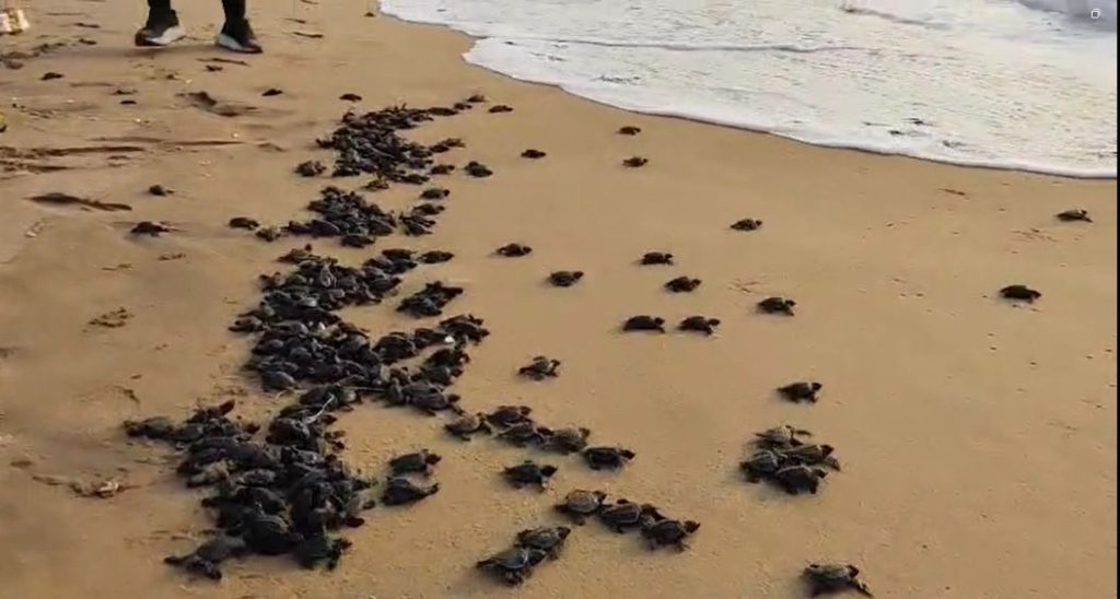 ଅଣ୍ଡାରୁ ଫୁଟି ବାହାରିଲେ ହଜାର ହଜାର କଇଁଛ ଛୁଆ, ହେଲେ ସମୁଦ୍ର ମୁହାଁ, ଦେଖନ୍ତୁ ଏହି ଭିଡିଓ OliveRidely