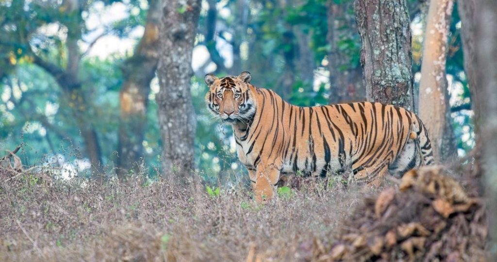 TigerSimilipal
