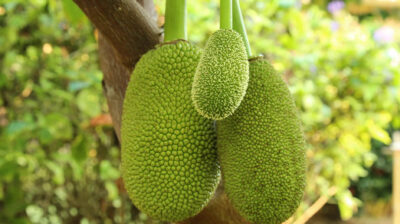 jackfruits