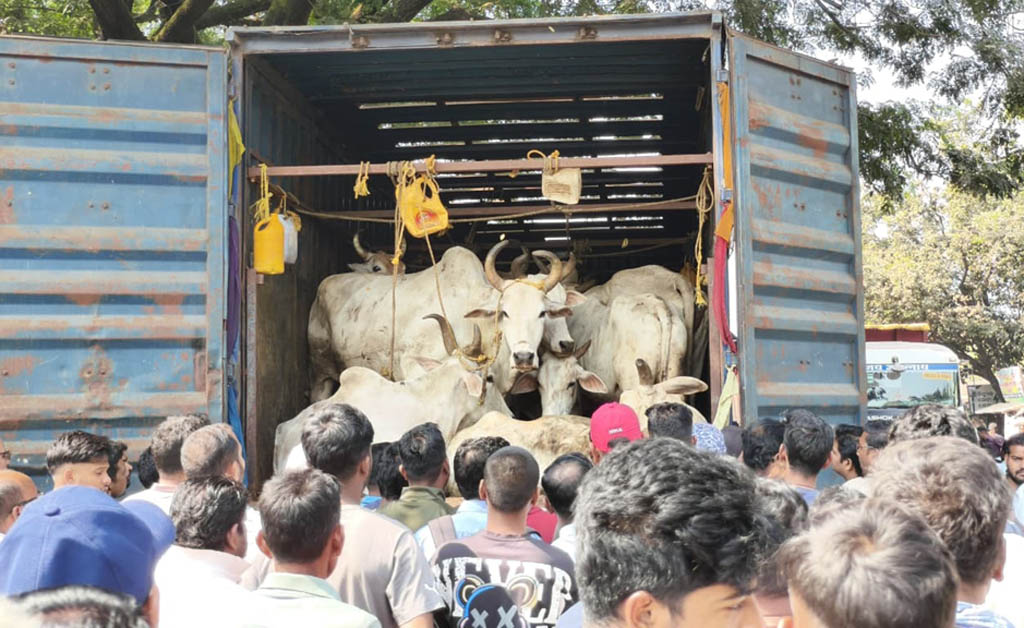 କଣ୍ଟେନରରେ ଗୋରୁ ଚାଲାଣ ବେଳେ ୩୦ରୁ ଉର୍ଦ୍ଧ୍ବ ଗୋରୁ ଉଦ୍ଧାର କଣ୍ଟେନରରେ ଗୋରୁ ଚାଲାଣ ବେଳେ ୩୦ରୁ ଉର୍ଦ୍ଧ୍ବ ଗୋରୁ ଉଦ୍ଧାର