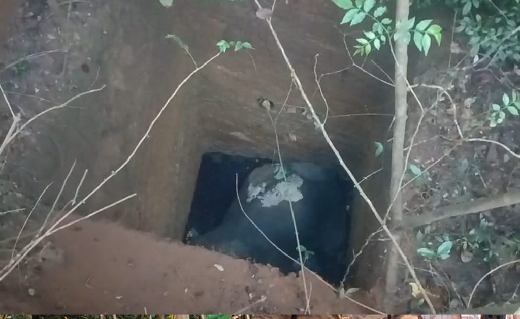 କୂଅରେ ପଡି ହାତୀର ମୃତ୍ୟୁ କୂଅରେ ପଡି ହାତୀର ମୃତ୍ୟୁ