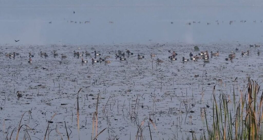 ପାର୍ବତୀ-ଅର୍ଗ ପକ୍ଷୀ ଅଭୟାରଣ୍ୟ